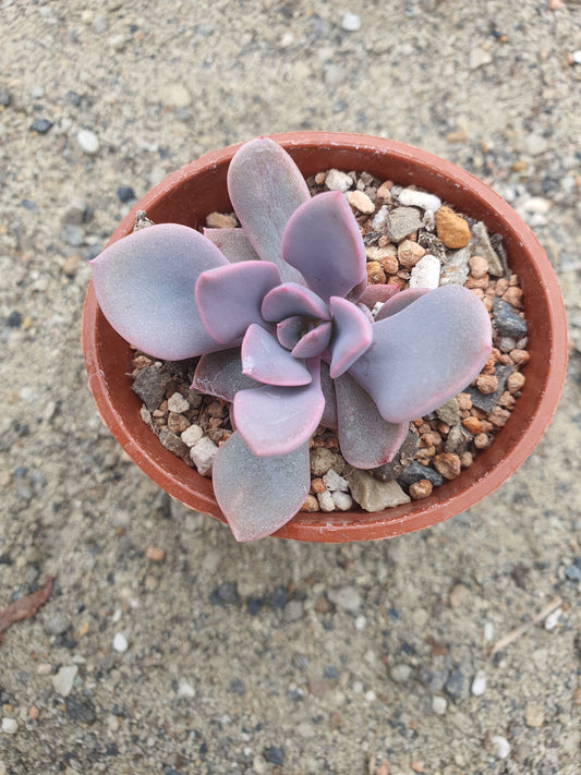 Echeveria 'Debbie'| 🇬🇧 UK Grown