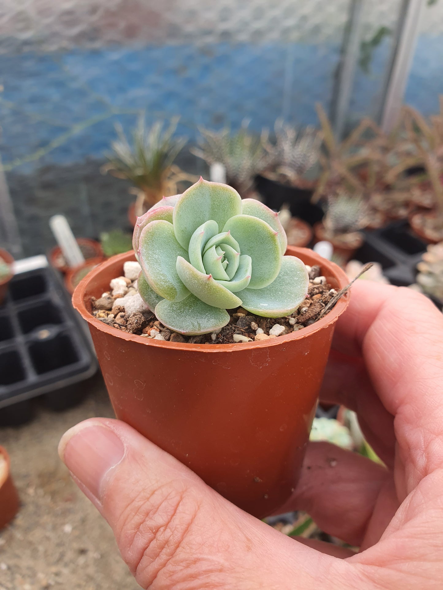 Echeveria 'Lonely Heart'| 🇬🇧 UK Grown
