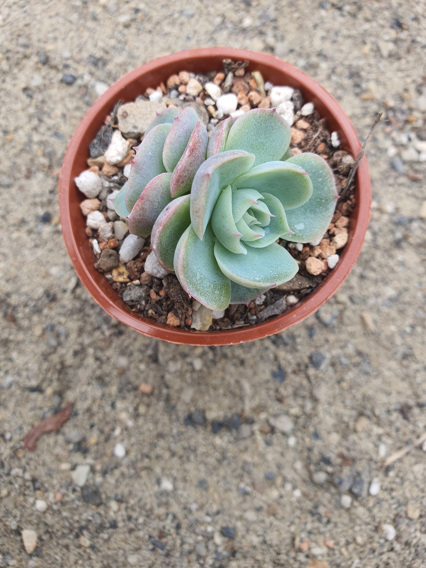 Echeveria 'Lonely Heart'| 🇬🇧 UK Grown