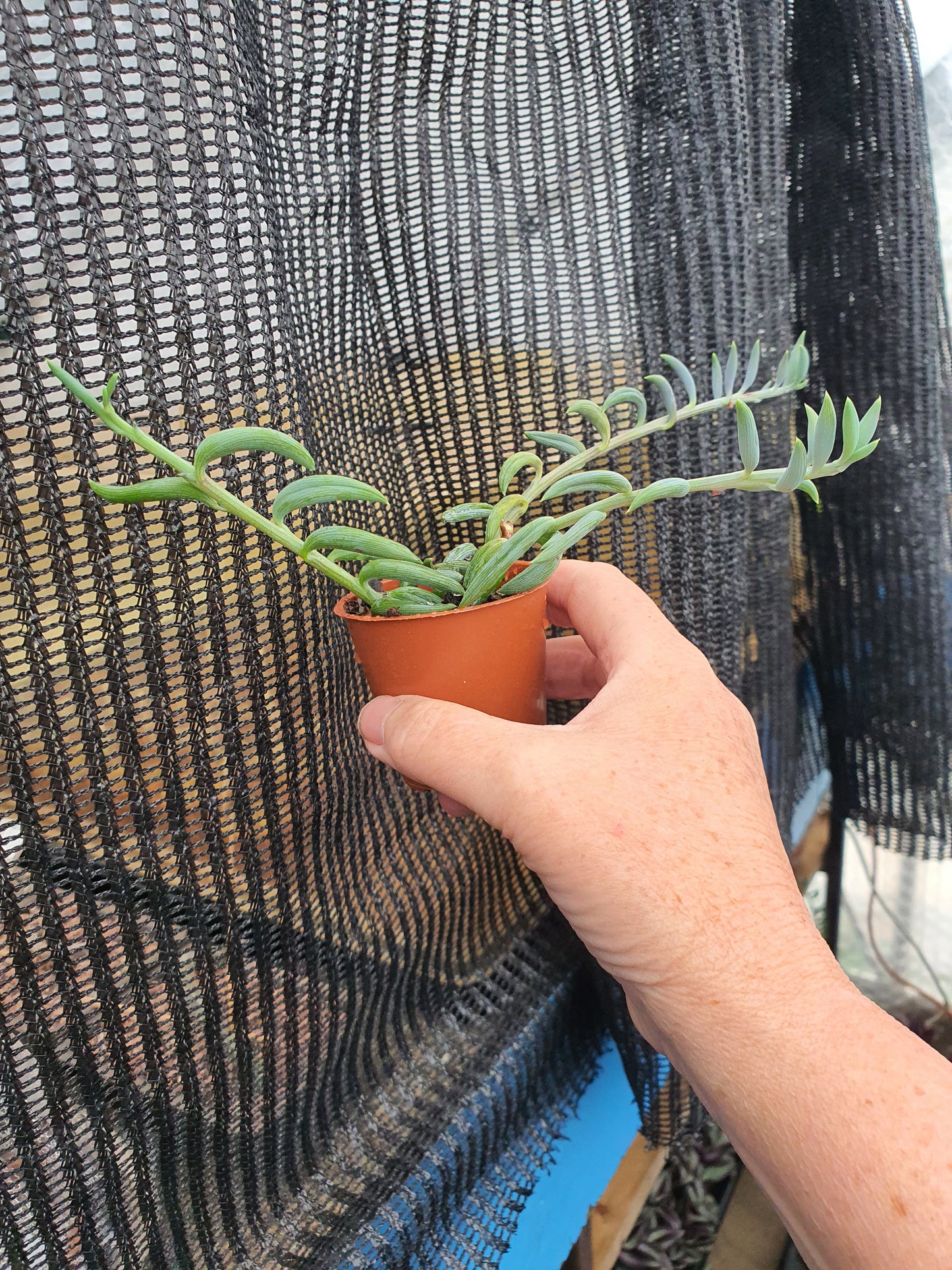 Senecio radicans - String of Bananas | Trailing | UK Grown