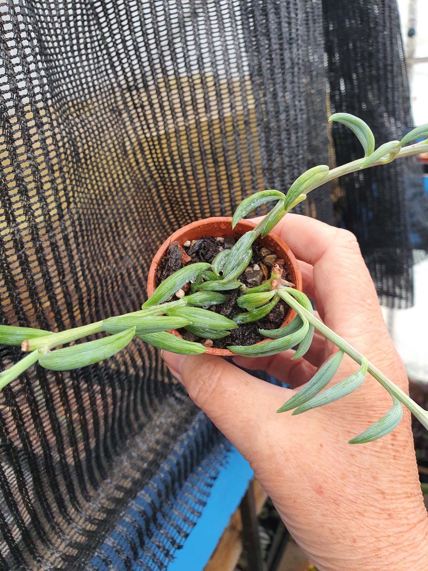 Curio radicans - (Senecio radicans) String of Bananas