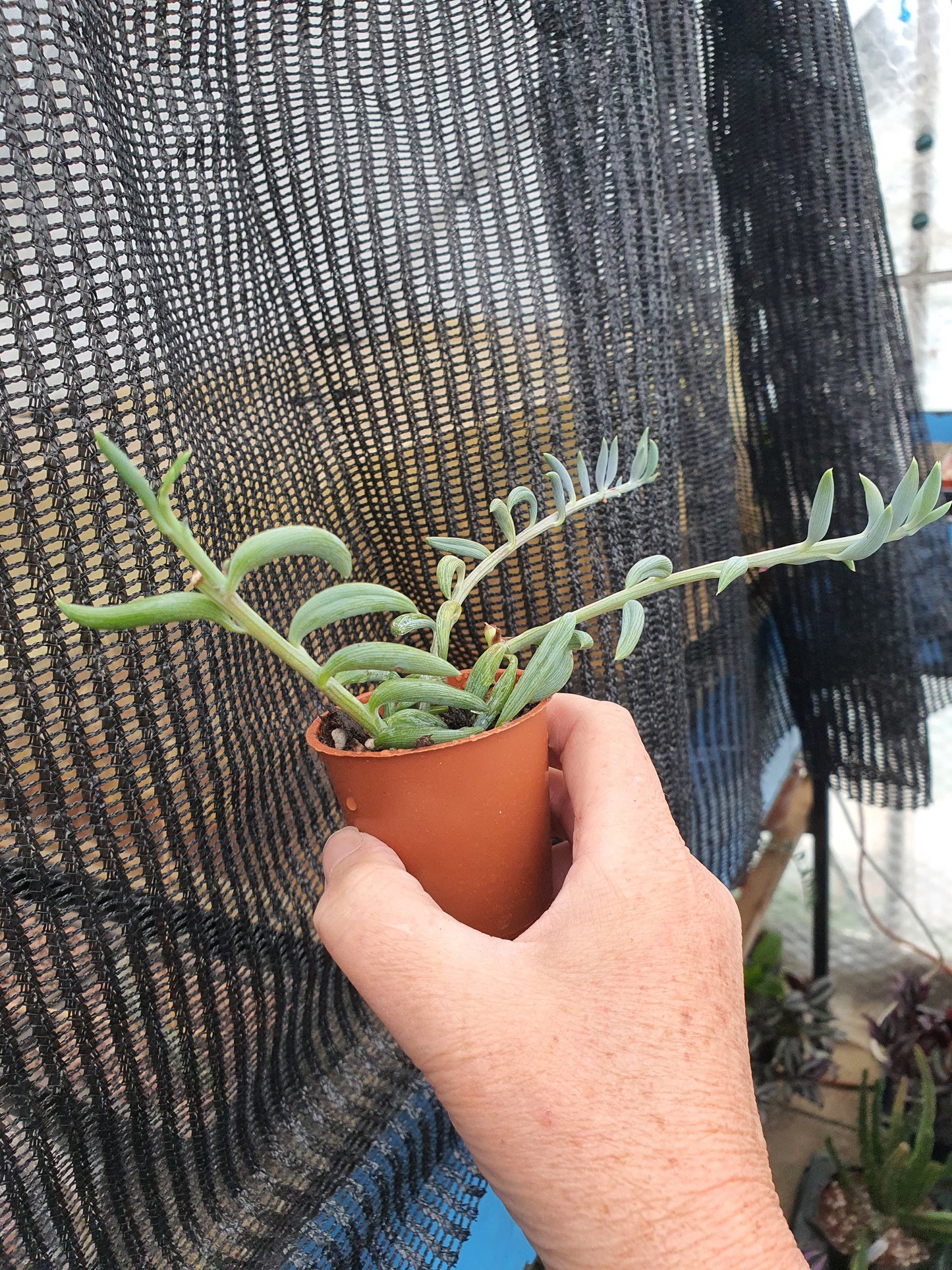 Senecio radicans - String of Bananas | Trailing | UK Grown