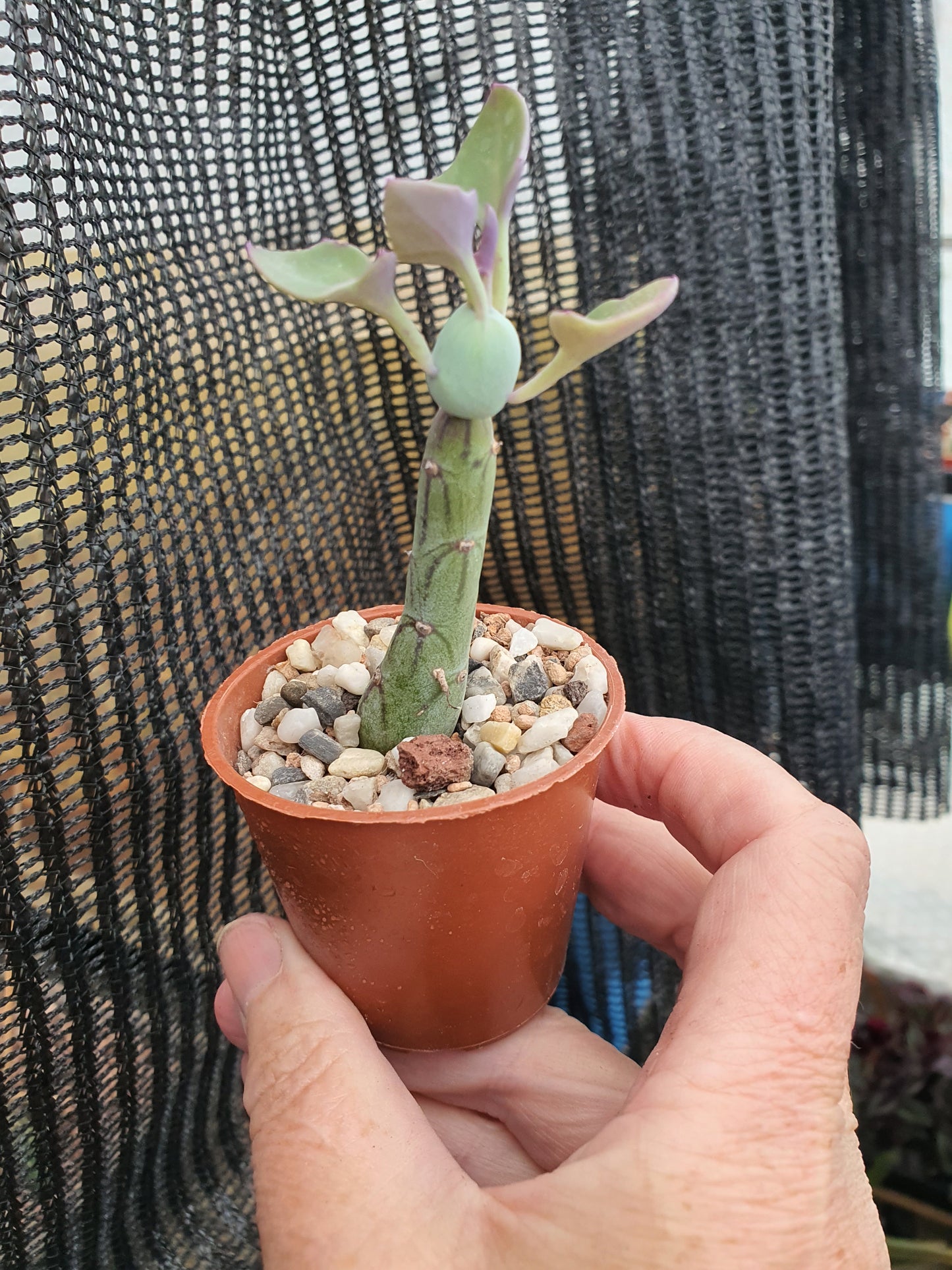 Candle Plant - Baculellum articulatus ( Kleinia articulata, Senecio articulatus)