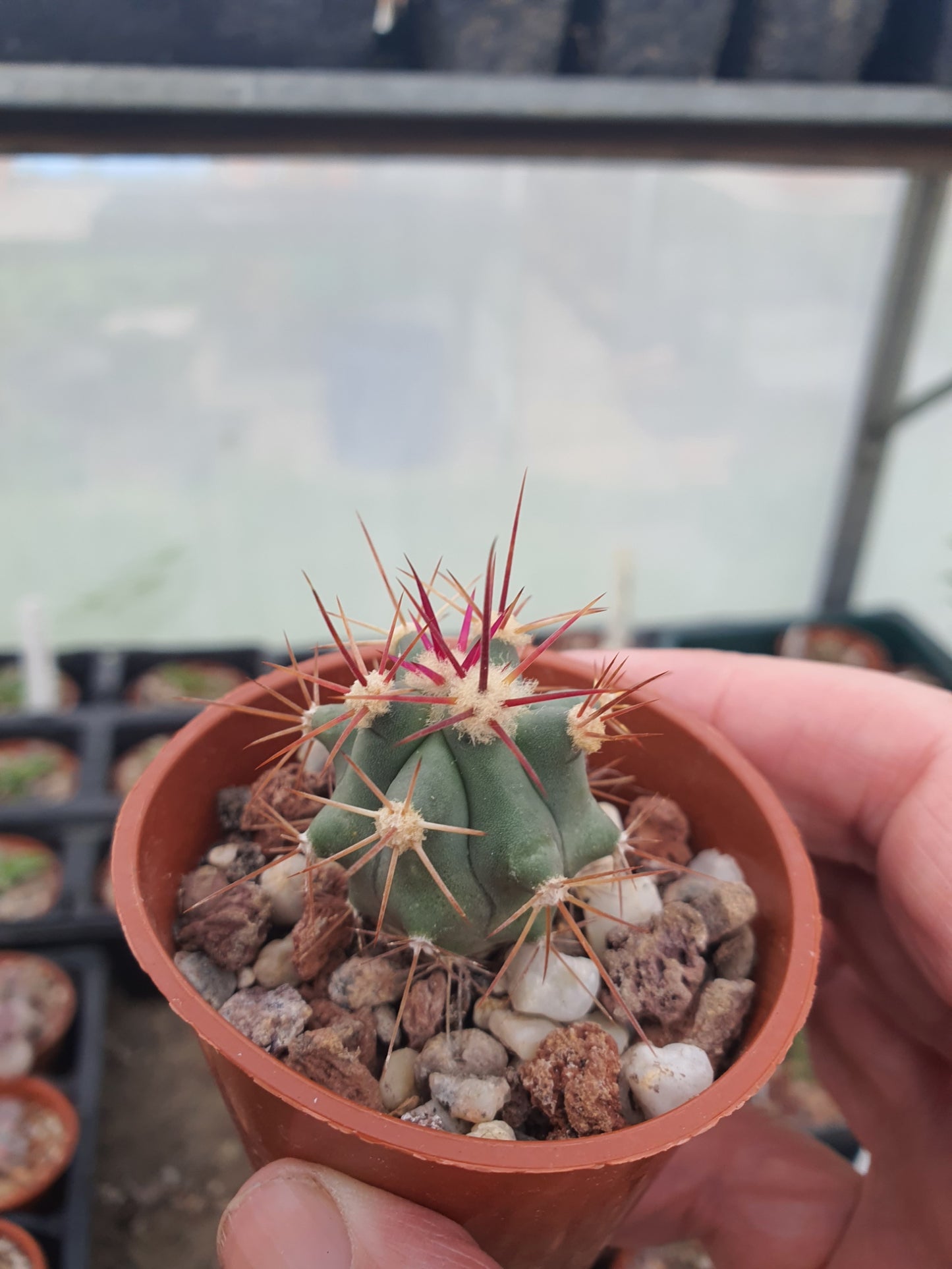 Ferocactus viridescens subs. orcuttii | Coast Barrel Cactus |