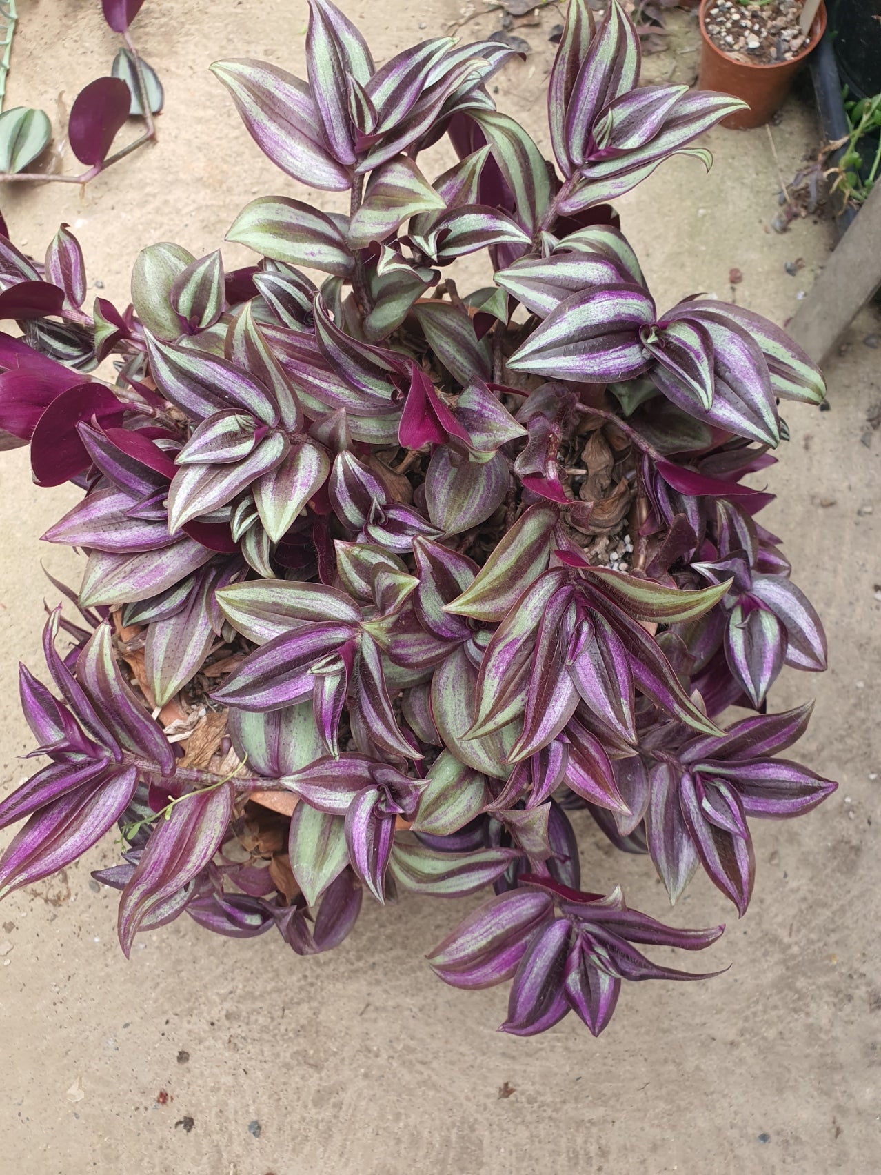 Tradescantia 'Violet Hill' (Wondering Dew cv) Cutting