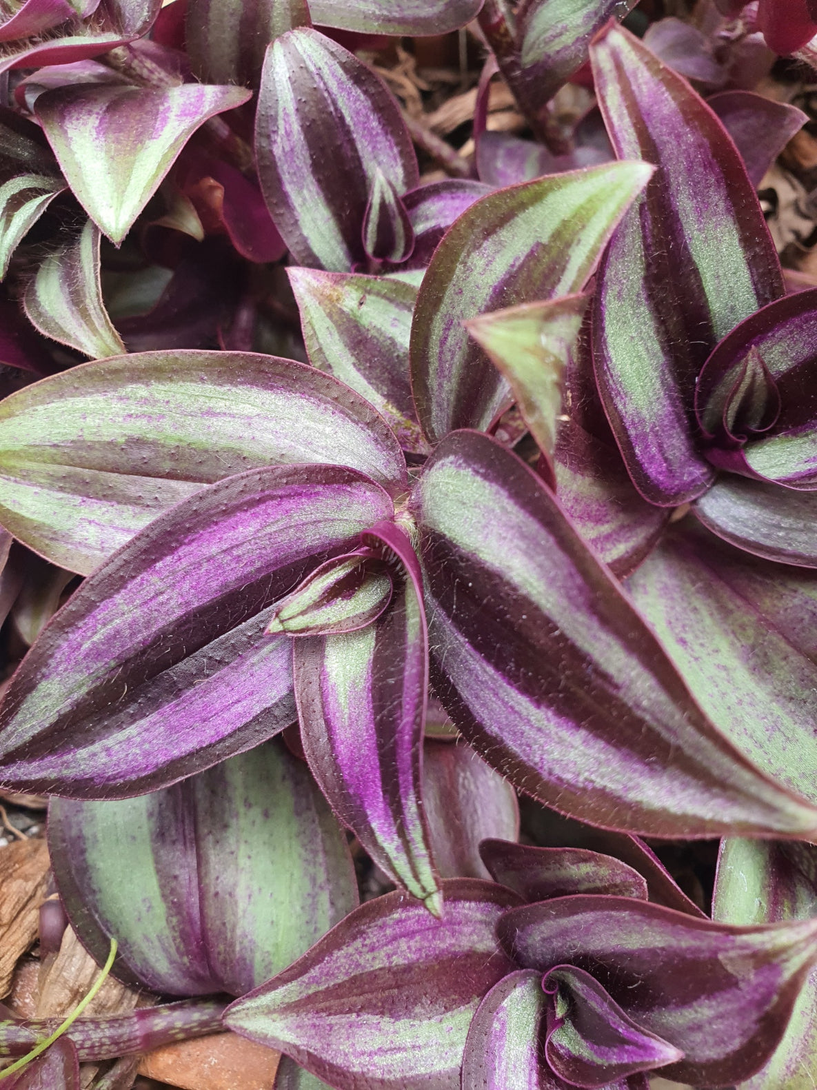 Tradescantia 'Violet Hill' (Wondering Dew Violet Hill ) Plant