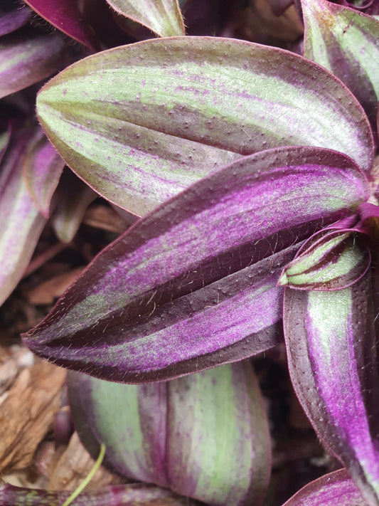 Tradescantia 'Violet Hill' (Wondering Dew Violet Hill ) Trailing Plant - UK grown houseplant - Barney Plants