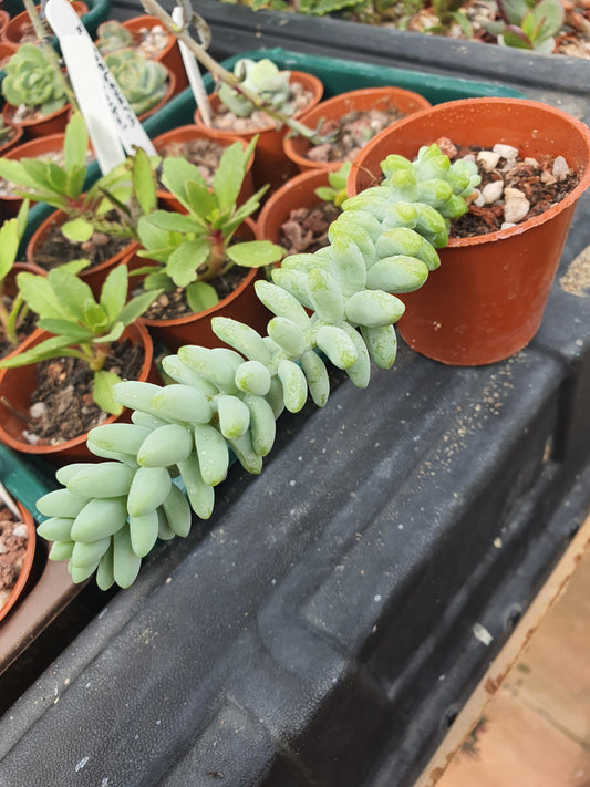 Sedum morganianum 'Burrito' | Baby Burro's Tail - Plant