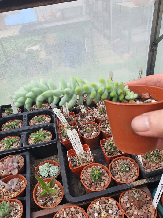 Sedum morganianum 'Burrito' | Baby Burro's Tail - Plant