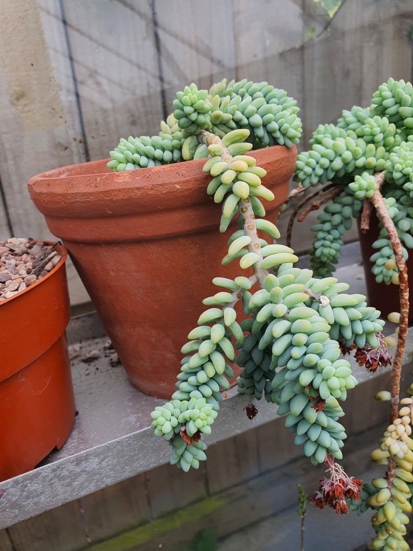 Sedum morganianum 'Burrito' | Baby Burro's Tail - Plant