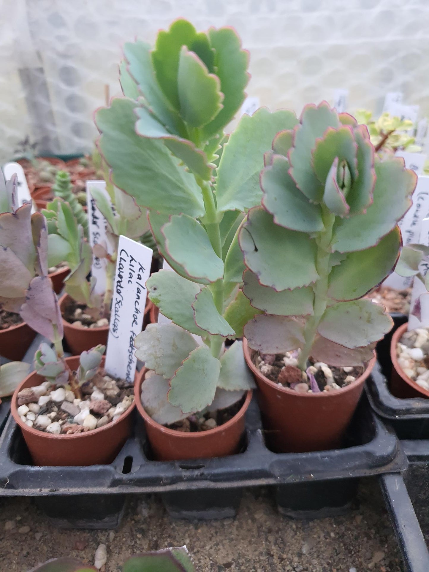 Kalanchoe fedtschenkoi Lilac - Bryophyllum Fedtschenkoi - Lavender Scallops