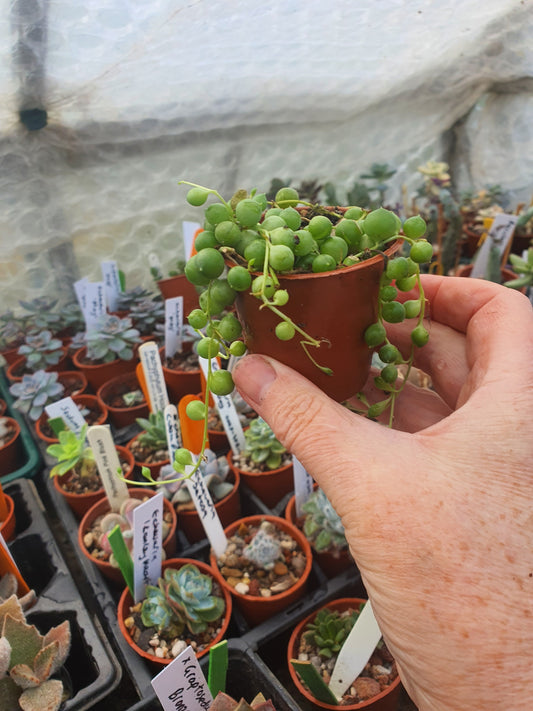 Senecio rowleyanus - "String of Pearls" Trailing Succulent