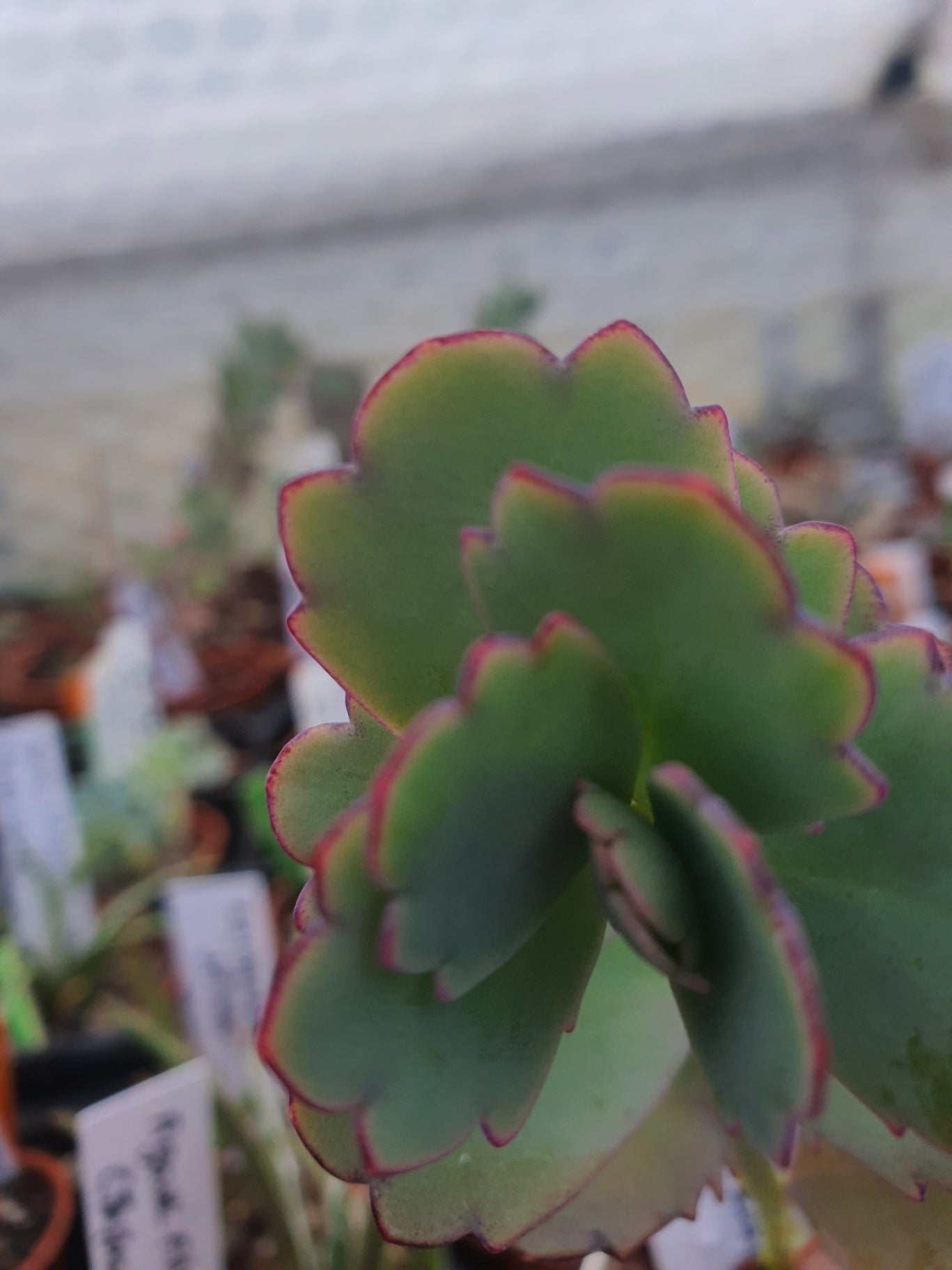 Kalanchoe fedtschenkoi | Lavender Scallops | (Bryophyllum) Succulent - UK grown houseplant - Barney Plants