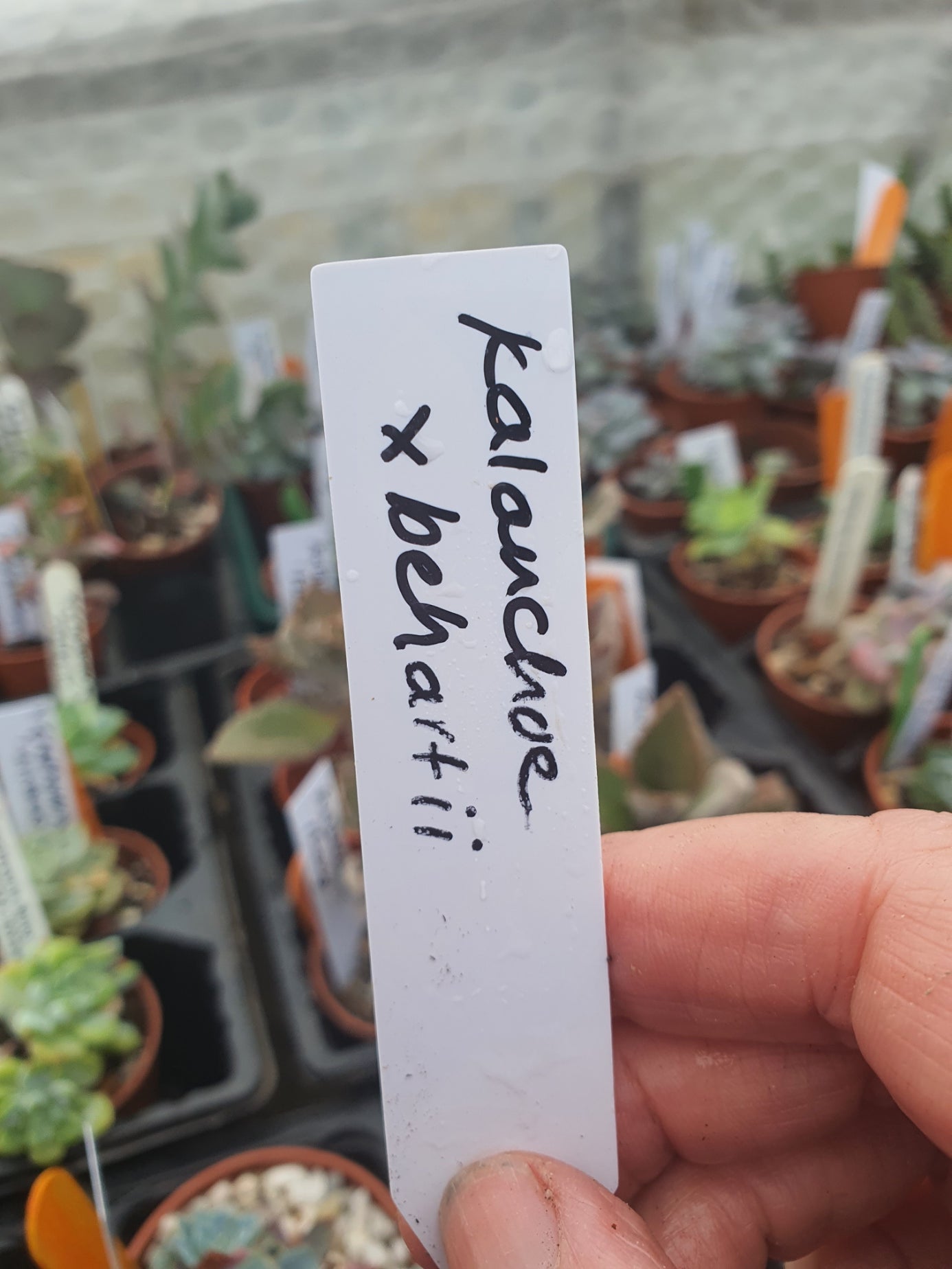 Kalanchoe x behartii