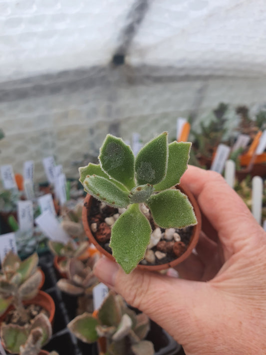 Kalanchoe x behartii