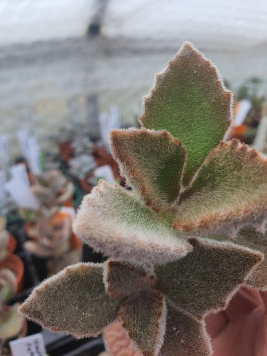 Kalanchoe beharensis 'Fang' | Felt Plant | Succulent