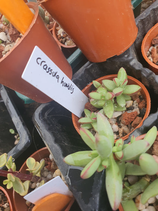 Crassula cv | 🇬🇧 UK grown - Succulent