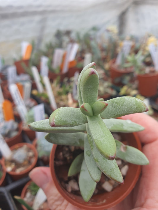 Crassula nudicailis var. Herrei | 🇬🇧 UK grown - Succulent - UK grown houseplant - Barney Plants
