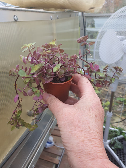 Callisia repens 'Gold' - Turtle Vine