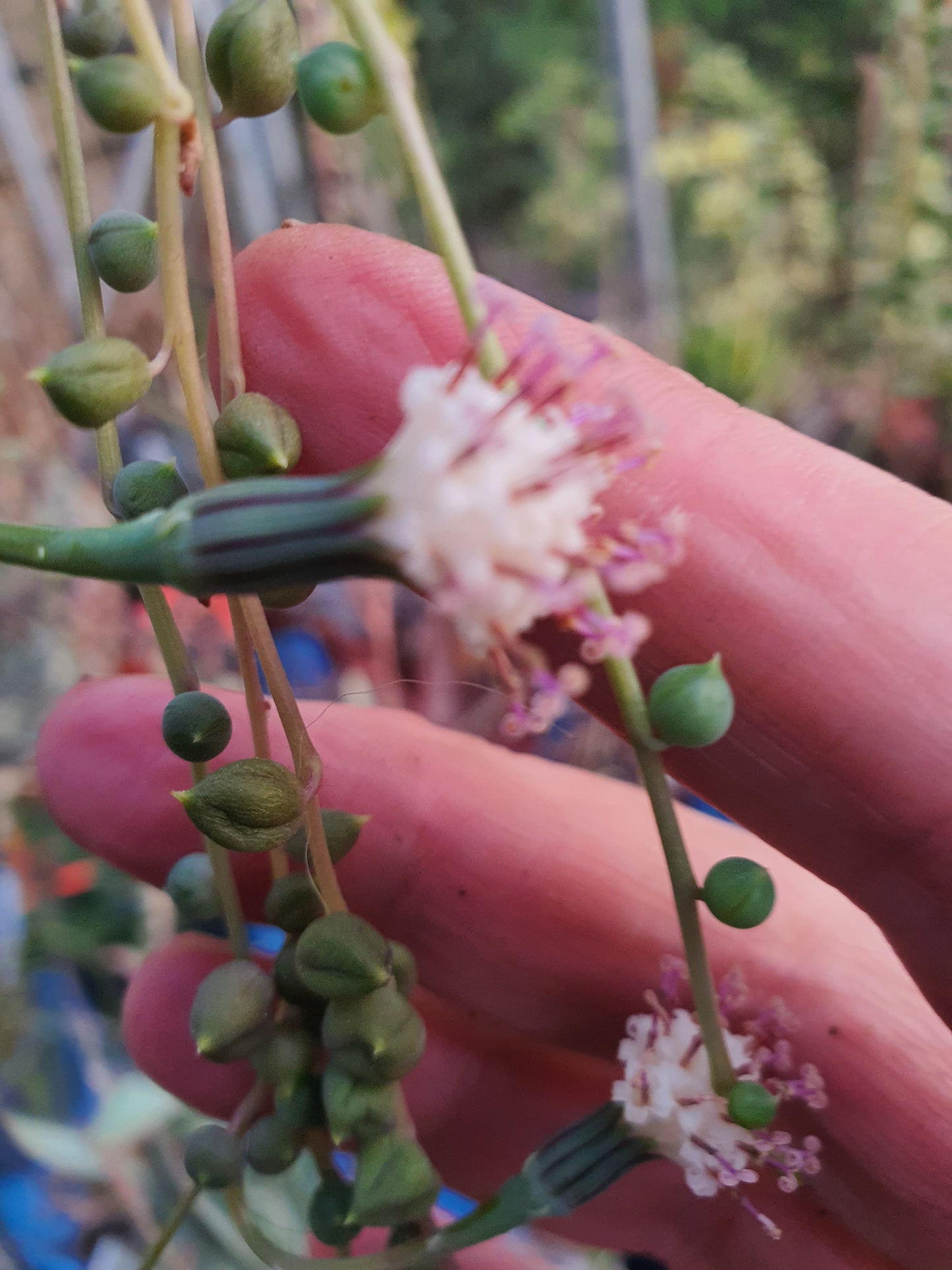 Senecio rowleyanus - "String of Pearls" Stem Cutting