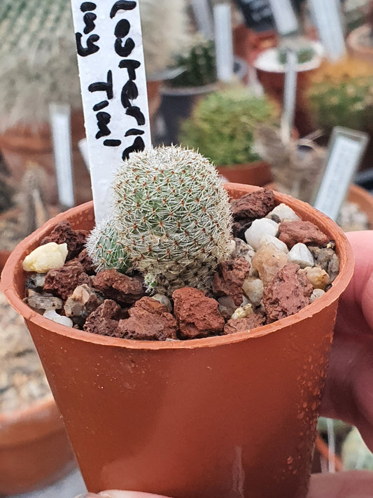 Small cactus in a terracotta pot with a label reading Tiny Tim' against a blurred background.