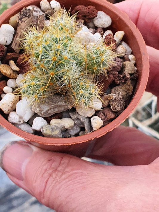 Mammillaria prolifera (Texas Nipple Cactus)