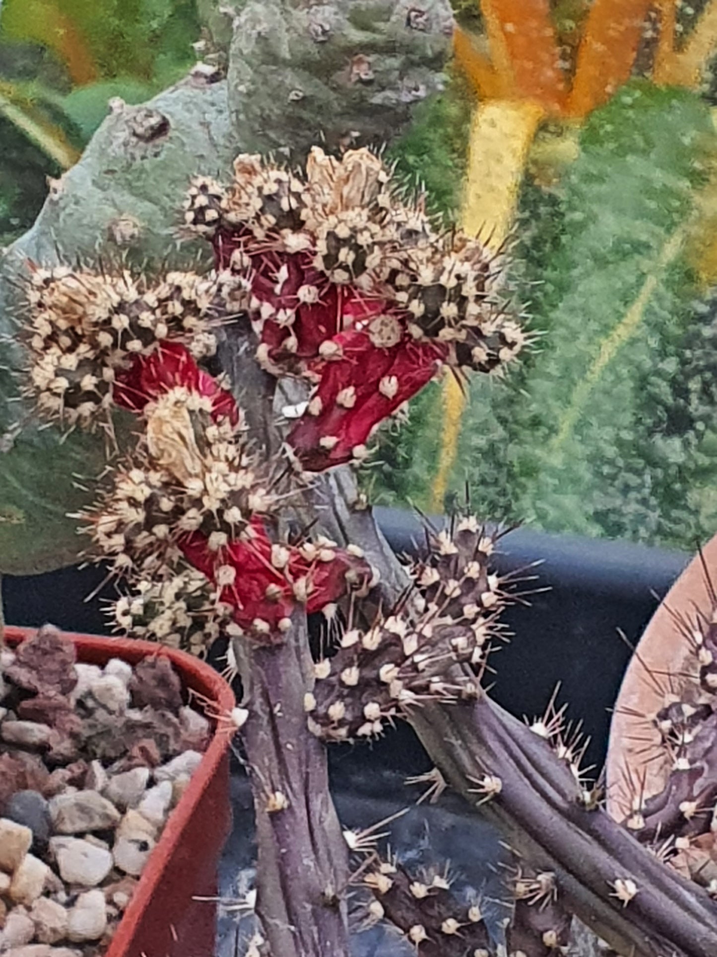 Optunia salmiana | Austrocylindropuntia | 🇬🇧 UK grown | Cacti