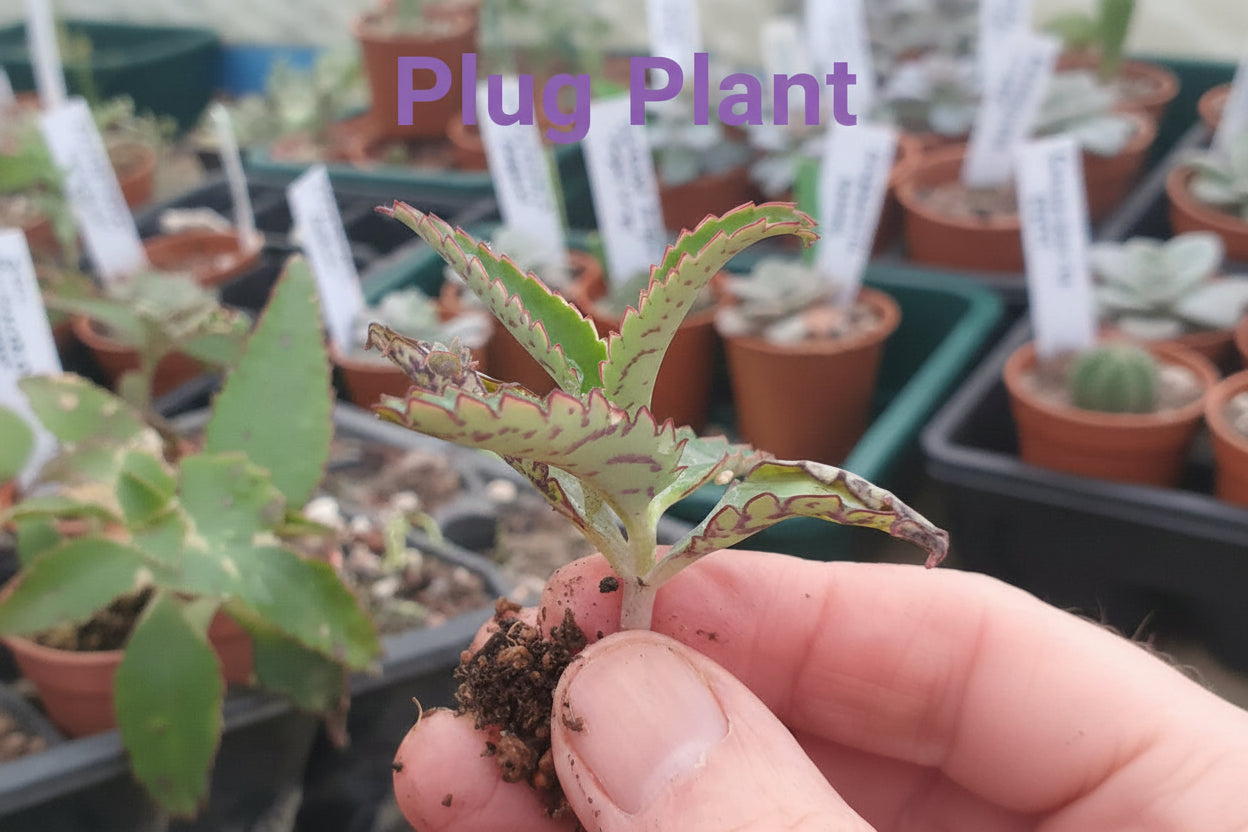 Kalanchoe daigremontiana (Mother of thousands) Plant - UK grown houseplant - Barney Plants