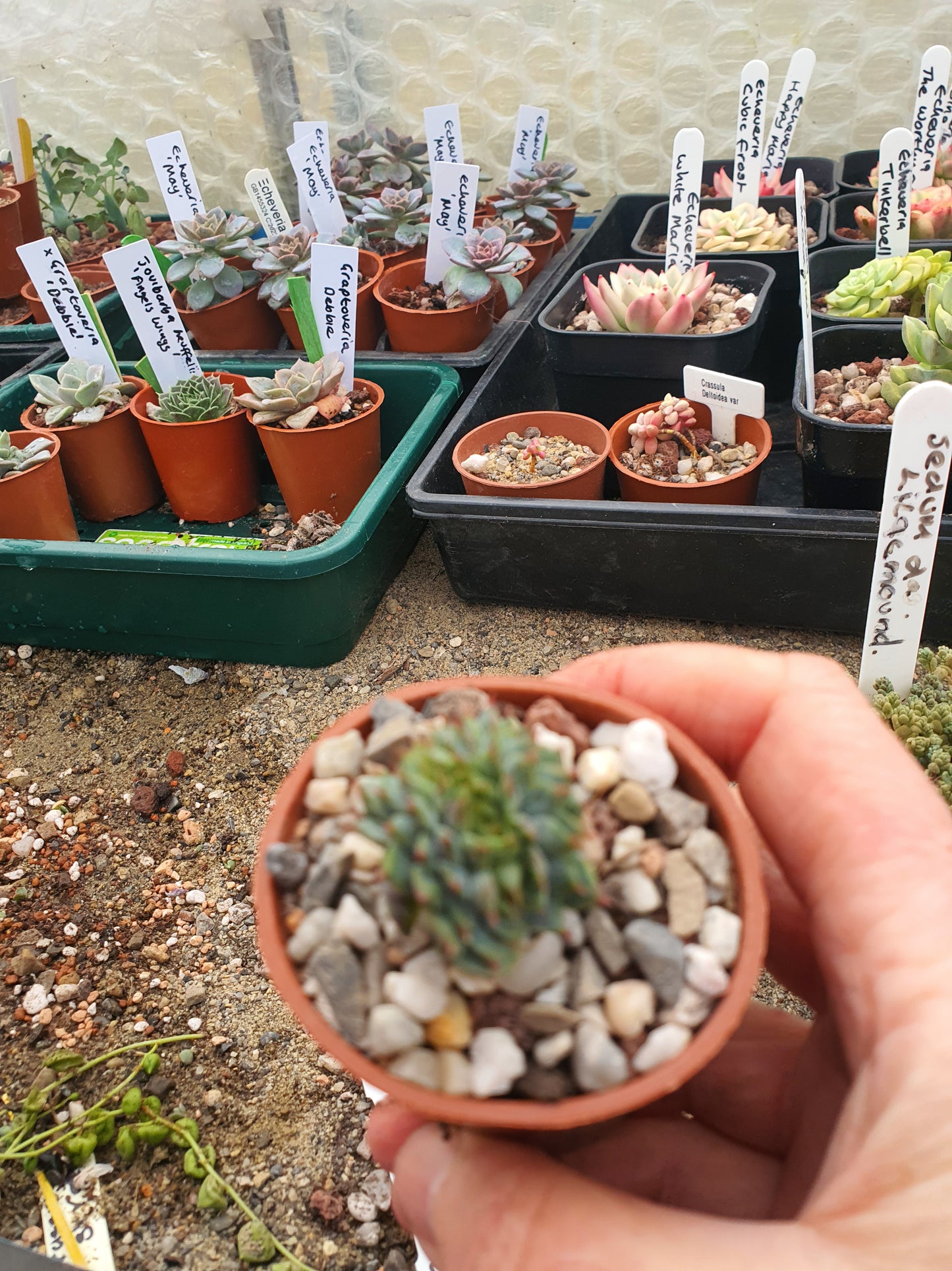 Echeveria cristate form