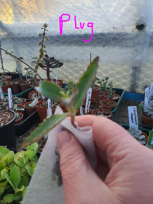 Kalanchoe daigremontiana (Mother of thousands) Plug plant
