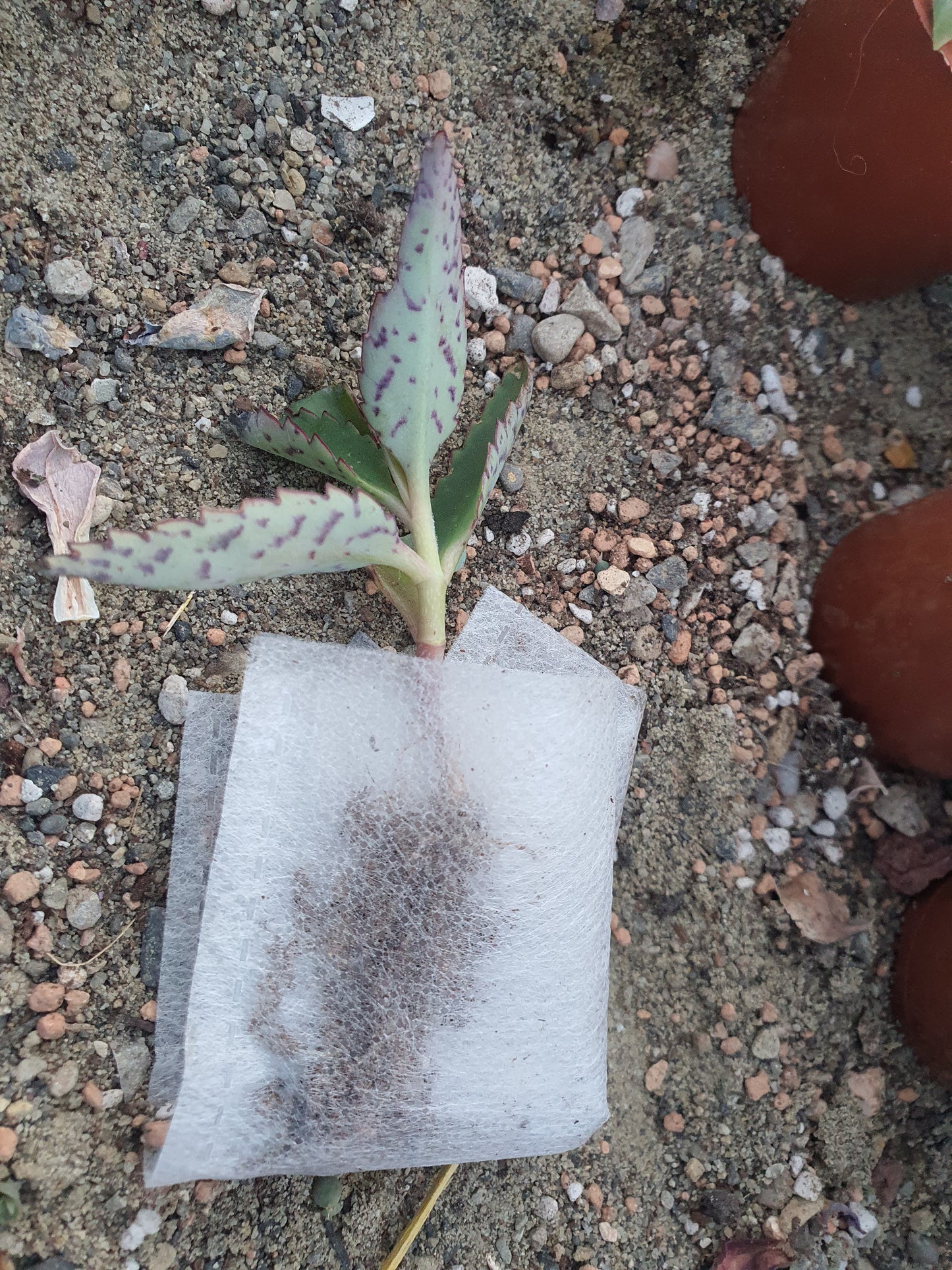 Kalanchoe daigremontiana (Mother of thousands) Plug plant - UK grown houseplant - Barney Plants