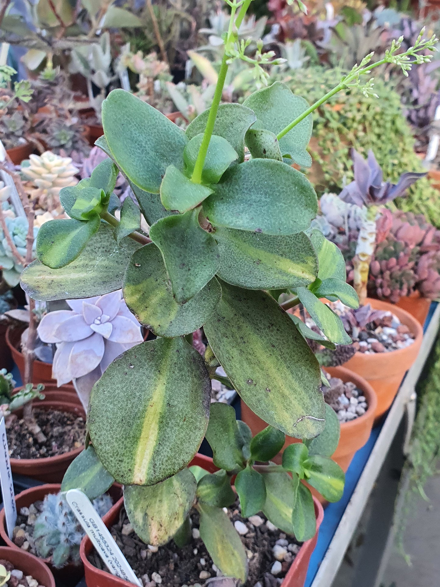 Crassula multicava f. Variegated - Variegated Fairy Crassula