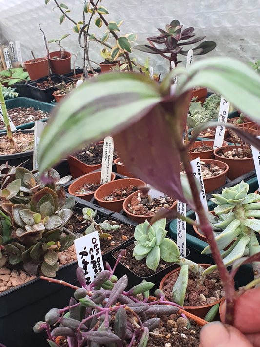 Tradescantia 'Silver Smudge' Plug or Cutting