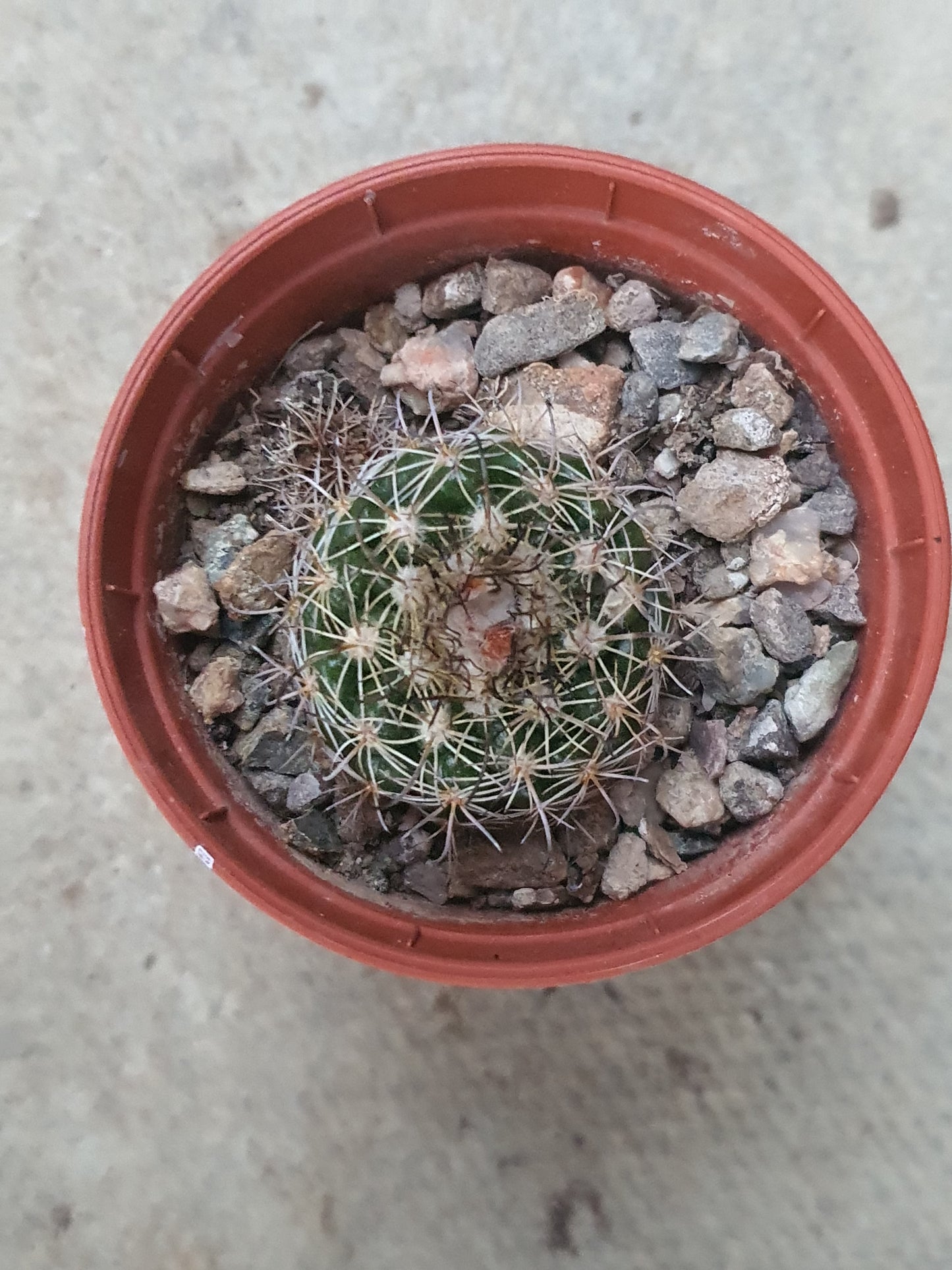 Echinopsis ancistrophora subs. cardenasiana - (Lobivia cardenasiana) - UK grown houseplant - Barney Plants