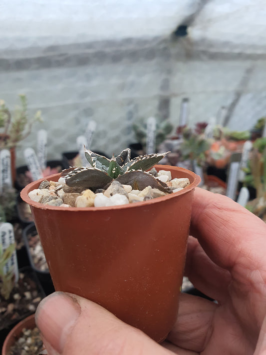 Agave victoriae-reginae - Queen Victoria Agave