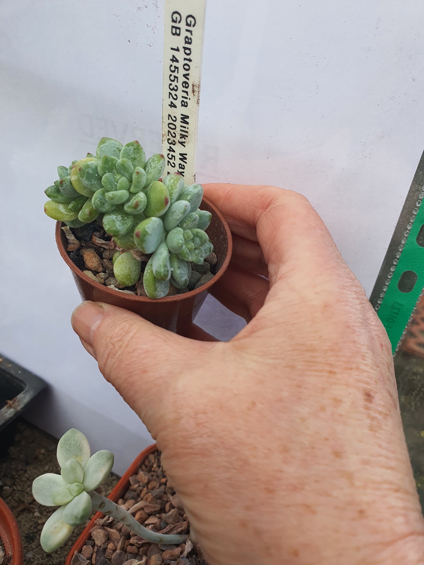 xGraptoveria 'Milky way' - UK grown houseplant - Barney Plants