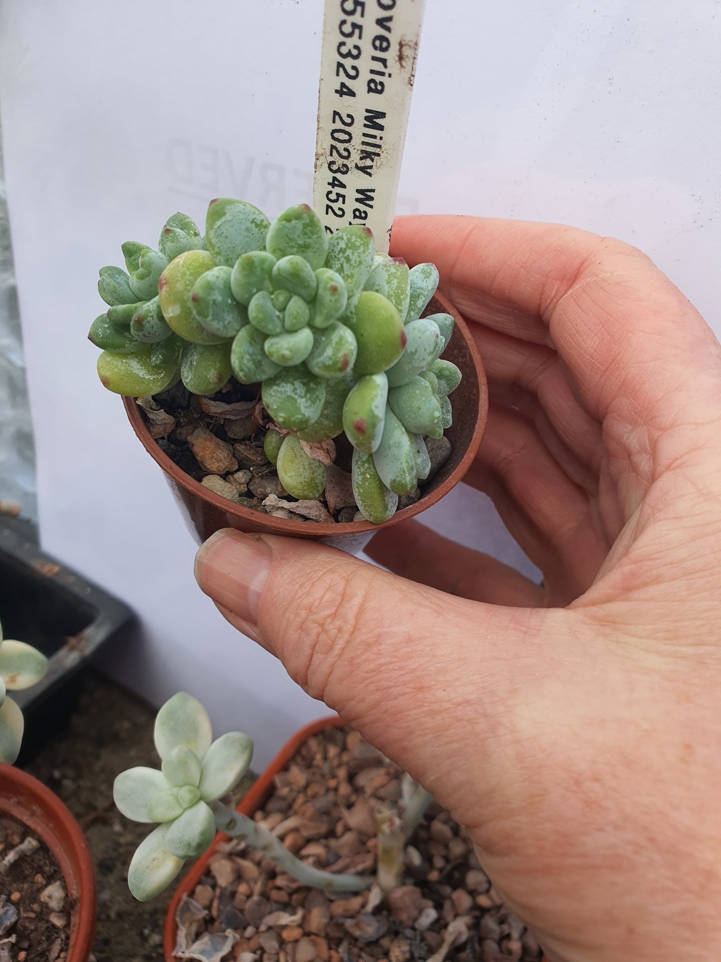 xGraptoveria 'Milkyway'
