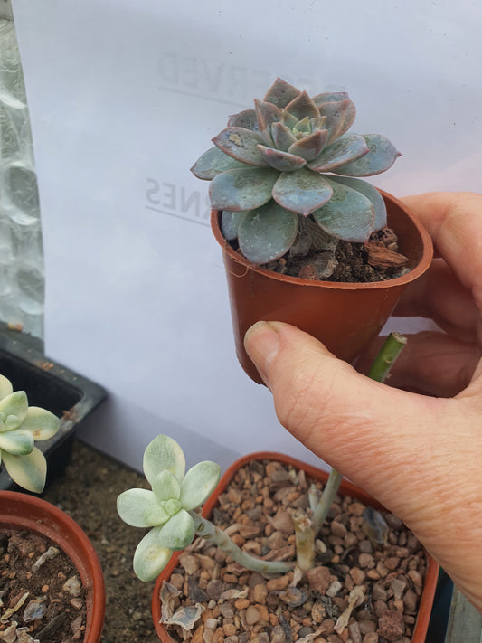 Echeveria 'May'| 🇬🇧 UK Grown