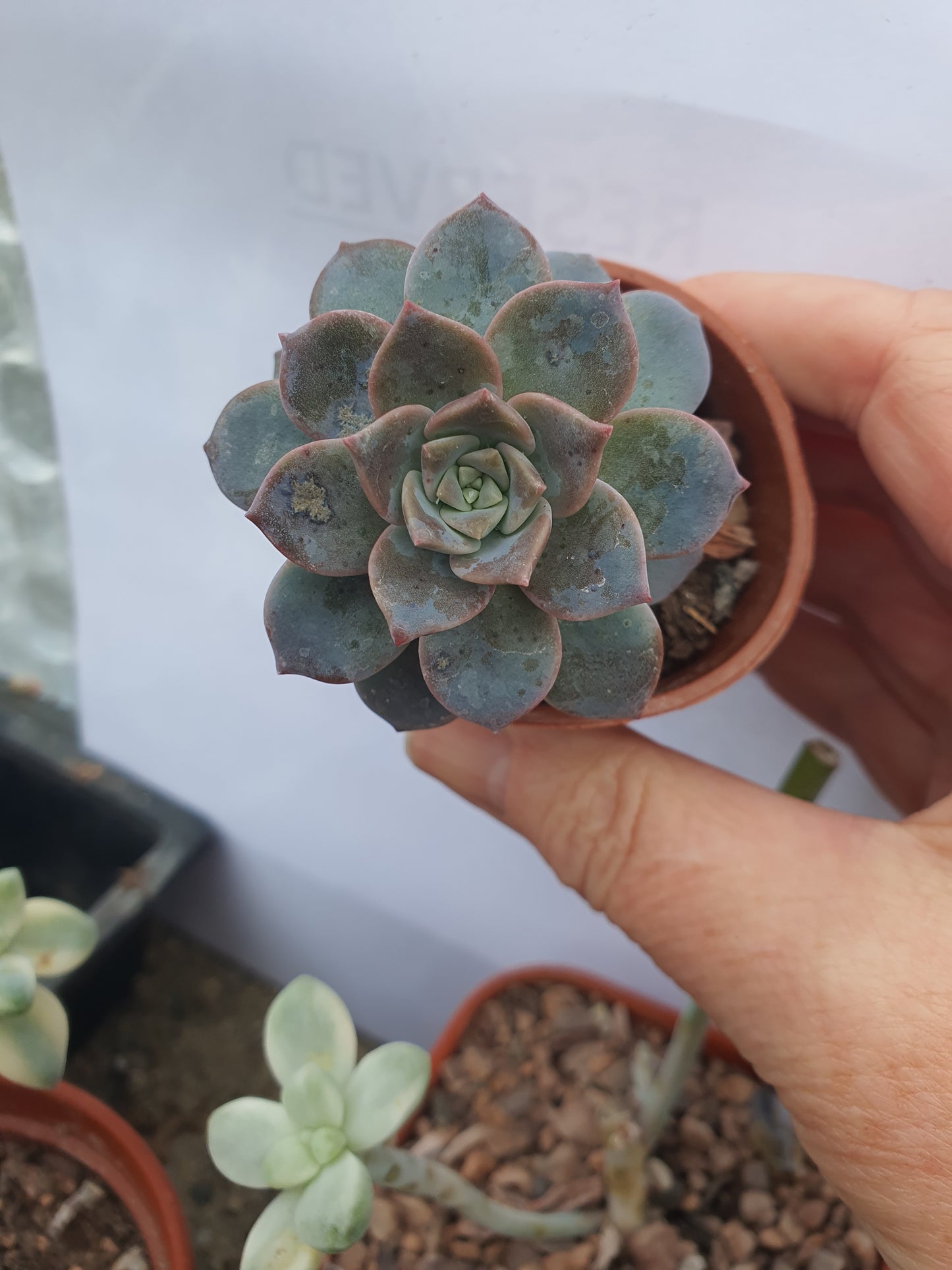 Echeveria 'May'| 🇬🇧 UK Grown