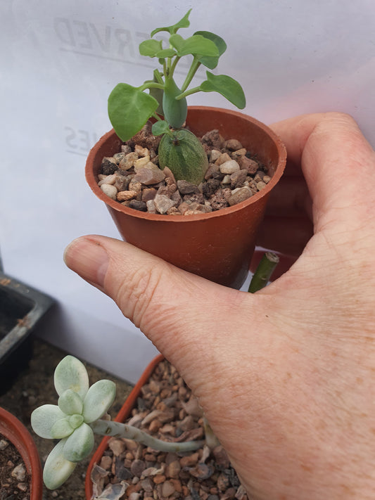 Baculellum articulatus ( Kleinia articulata - Senecio articulatus) - Candle Plant