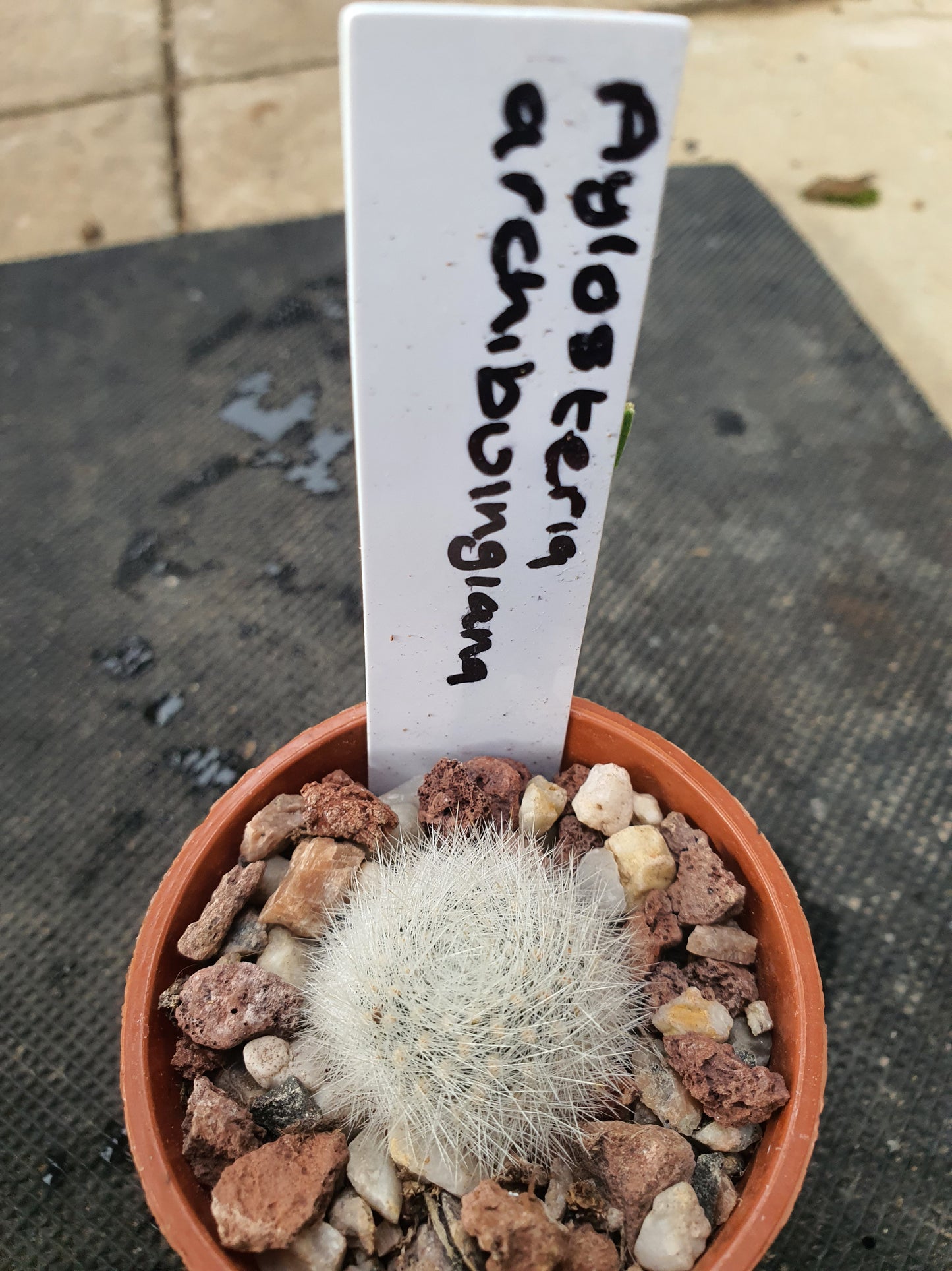 Aylostera archibuingiana - UK grown houseplant - Barney Plants