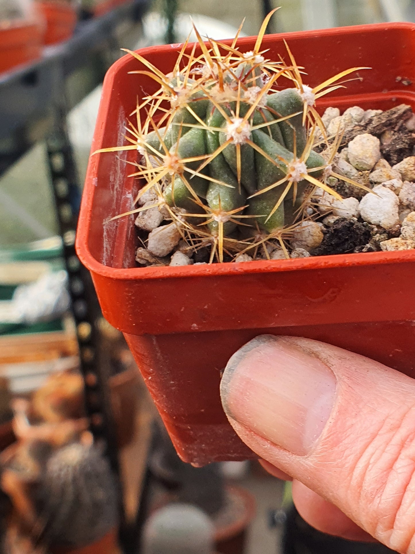 Ferocactus rectispinus - Long spined Barrel Cactus - UK grown houseplant - Barney Plants