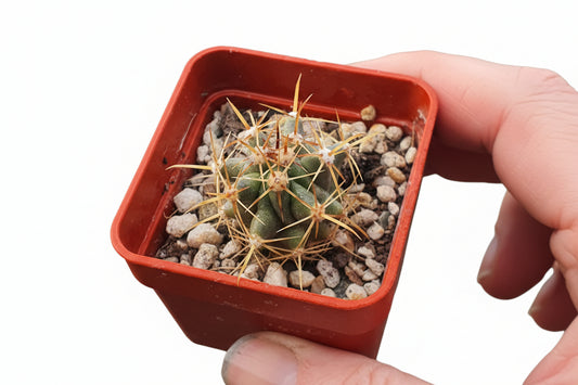 Ferocactus rectispinus - Long spined Barrel Cactus - UK grown houseplant - Barney Plants