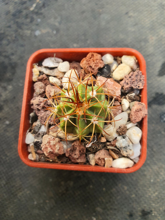 Melocactus zehntheri - Turk's Cap