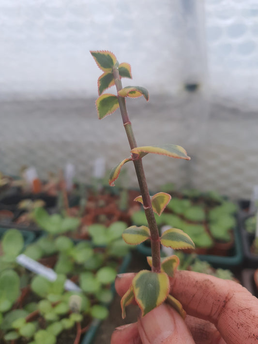Crassula sarmentosa f. Variegata - Variegated Trailing Jade Succulent - Cutting
