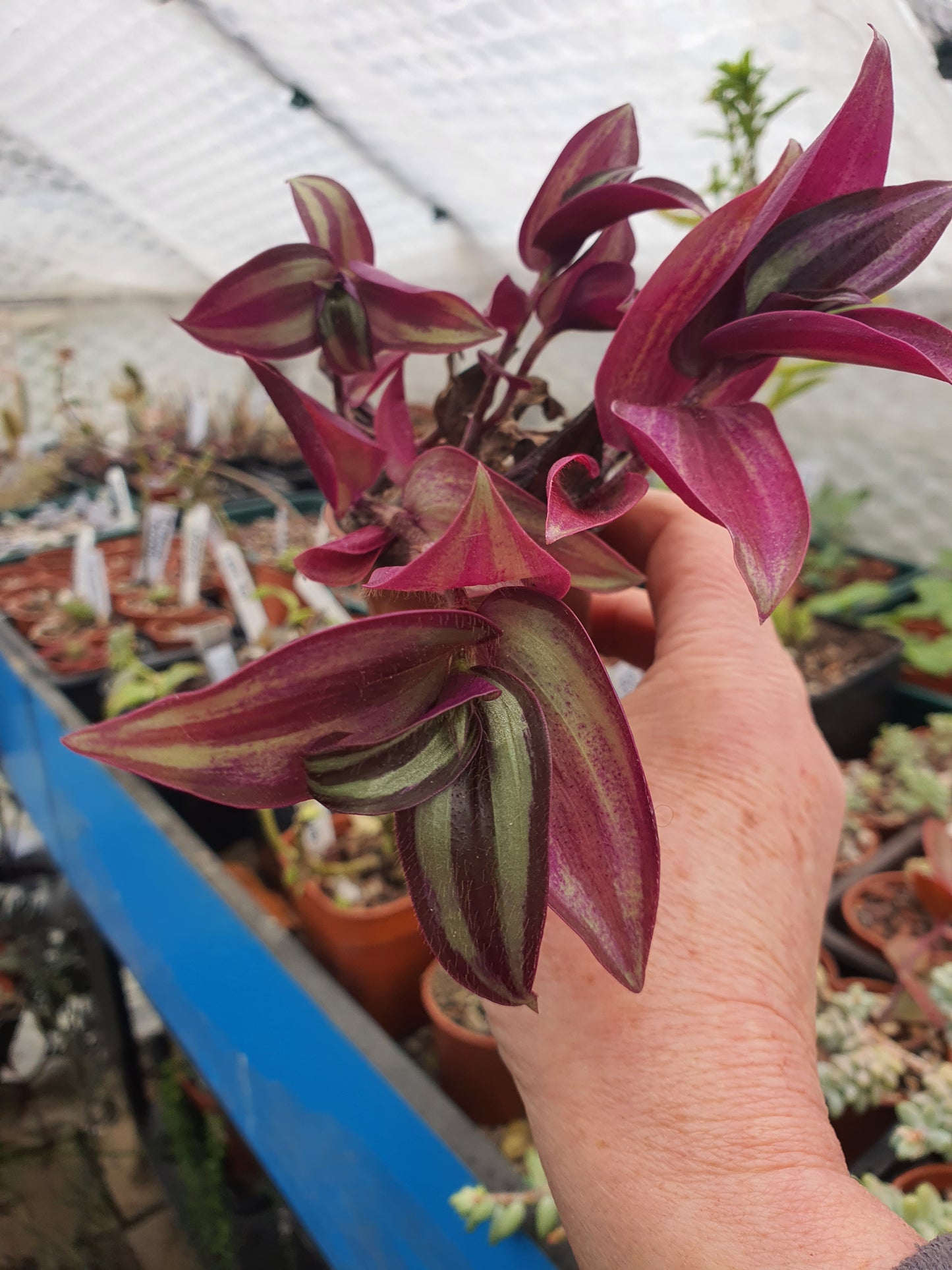 Tradescantia 'Silver Smudge' Plug or Cutting