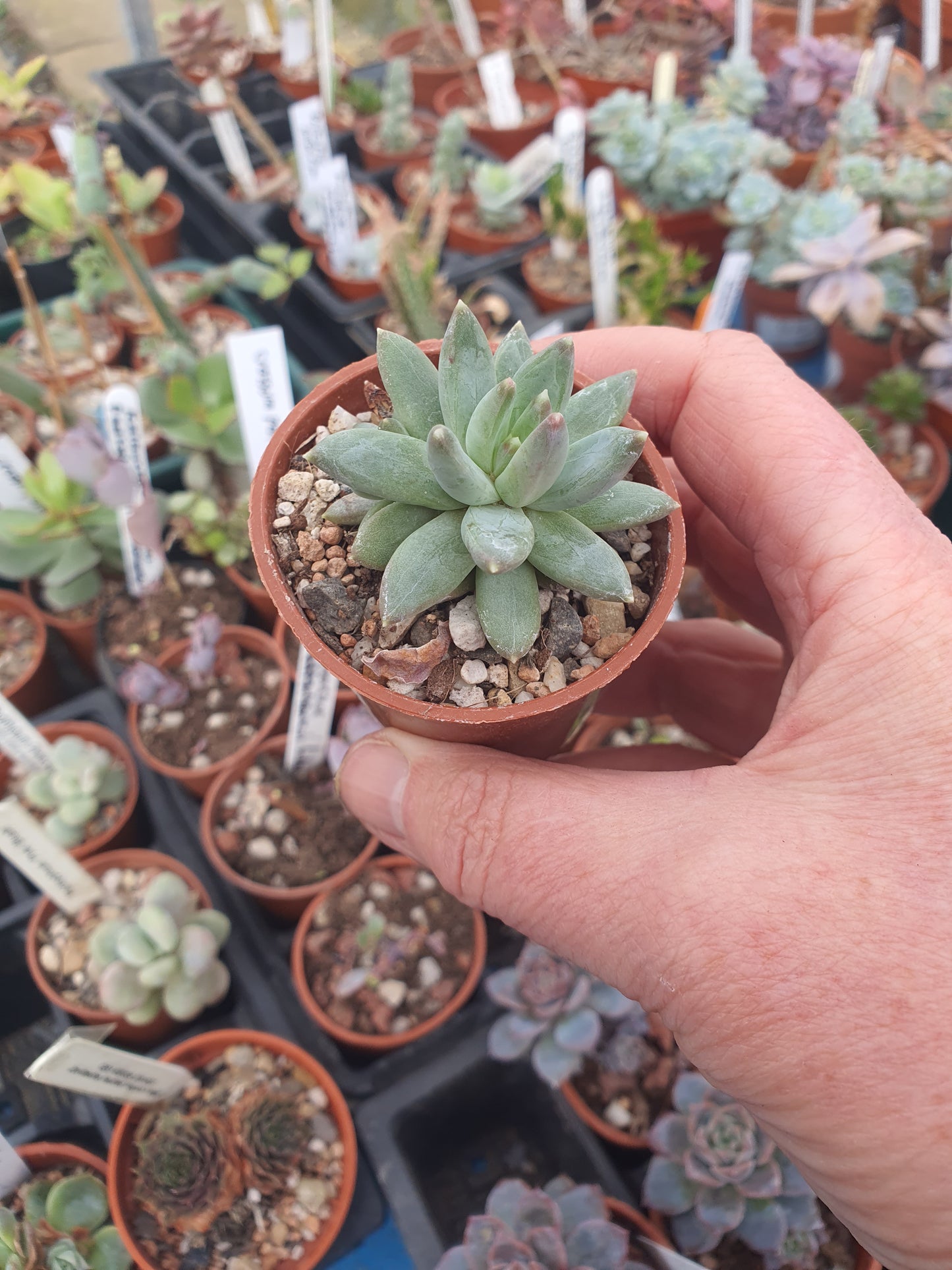 Pachyphytum hookeri - UK grown houseplant - Barney Plants