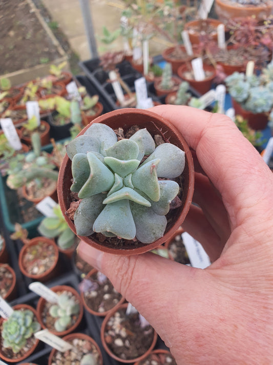Echeveria 'Cubic Frost'