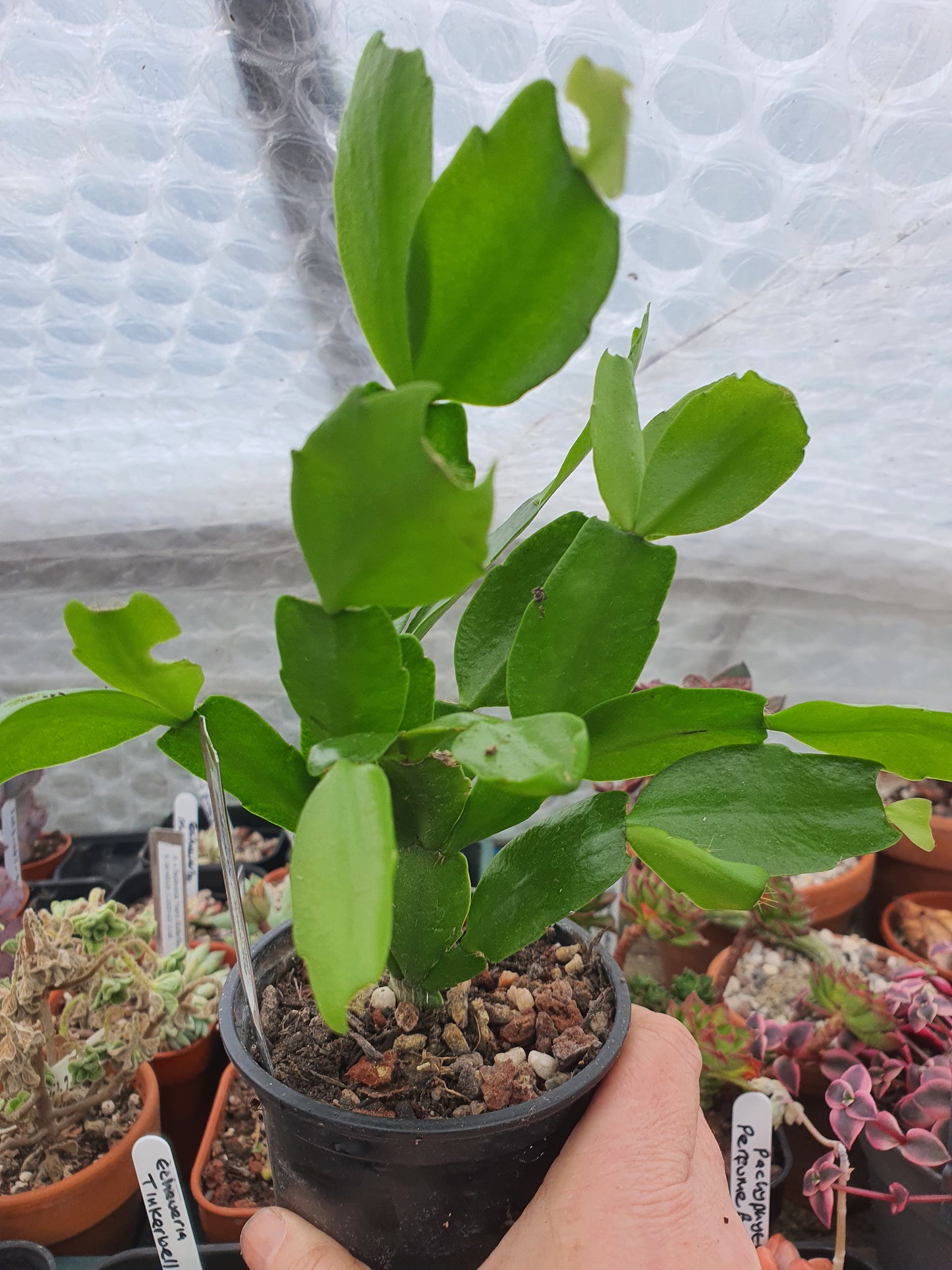 Schlumbergera truncata (False Christmas Cactus)Hybrids-Various Colours