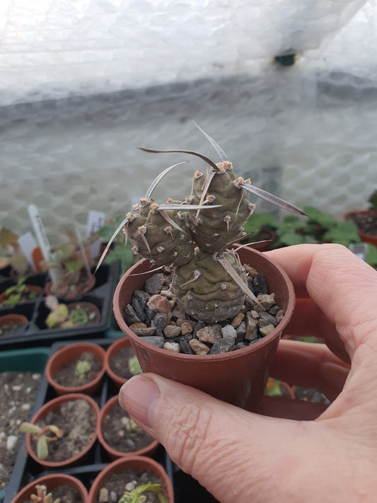 Tephrocactus articulatus Polycanthus | Paper spined cactus| 🇬🇧 UK grown - UK grown houseplant - Barney Plants